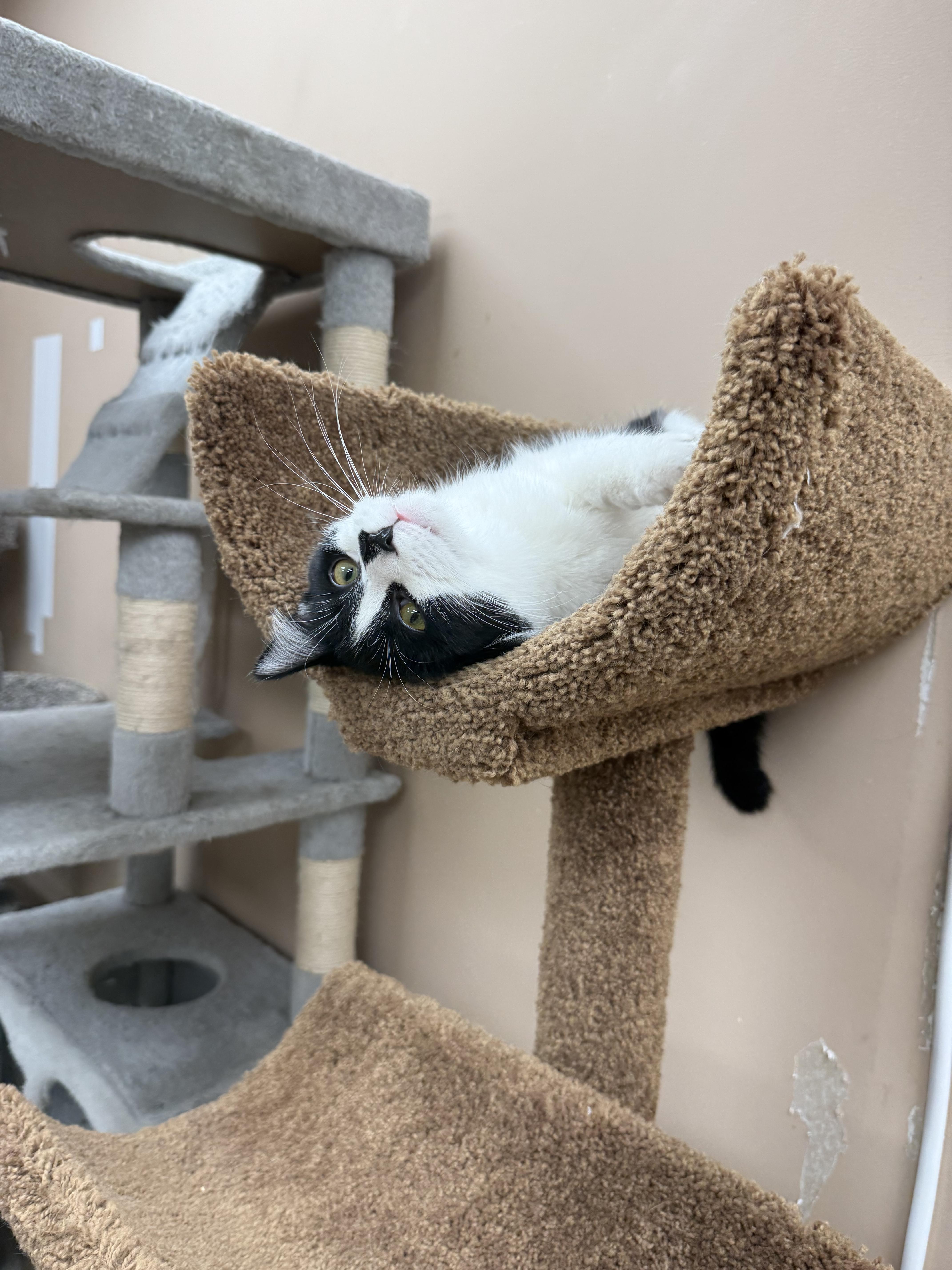 A baby medium-sized male Domestic Short Hair cat named Sylvester for adoption in Rochester, NY