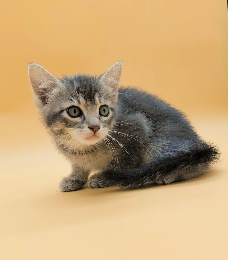 A baby medium-sized female Tabby (Gray / Blue / Silver) Domestic Short Hair cat named Rainy for adoption in Springfield, MO