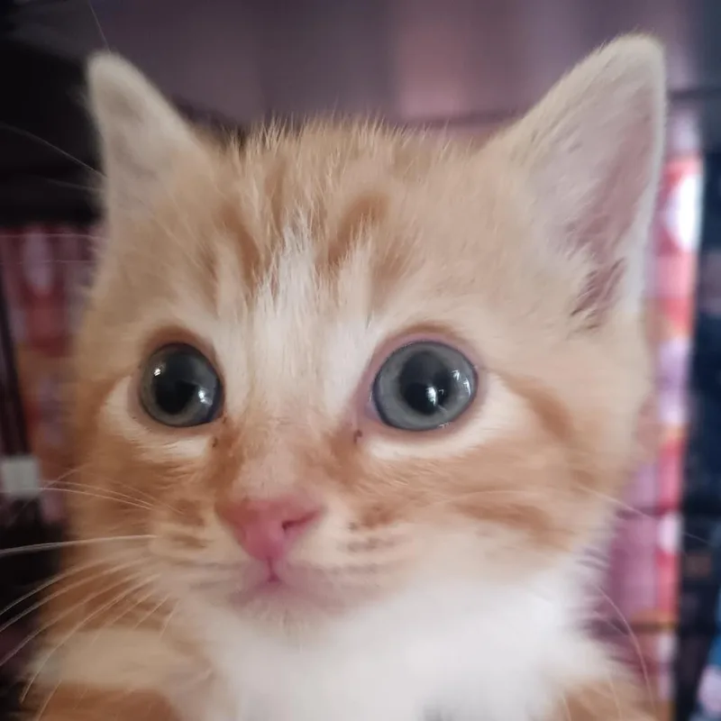 A baby small-sized male Orange / Red Domestic Short Hair cat named Pumpkin for adoption in Marion, IL
