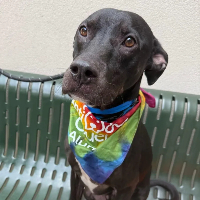 An adult medium-sized male Black Mixed Breed dog named Knight for adoption in Chicago, IL