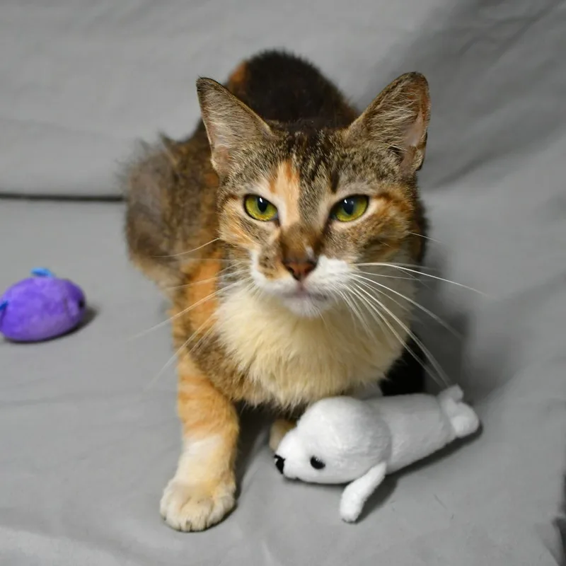 An adult small-sized female Calico Domestic Short Hair cat named Coot Coot for adoption in Beaumont, TX