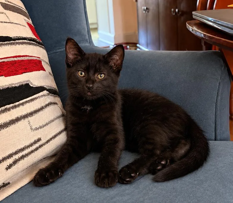 A baby small-sized male Black Domestic Short Hair cat named Indigo for adoption in Bayonne, NJ