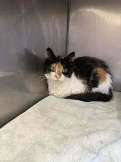 An adult medium-sized female Calico Domestic Long Hair cat named Bertha for adoption in Providence Forge, VA