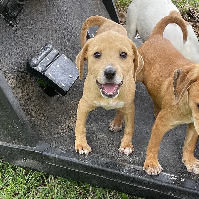 A young medium-sized female Yellow / Tan / Blond / Fawn Retriever dog named Xavi for adoption in Livingston, TX
