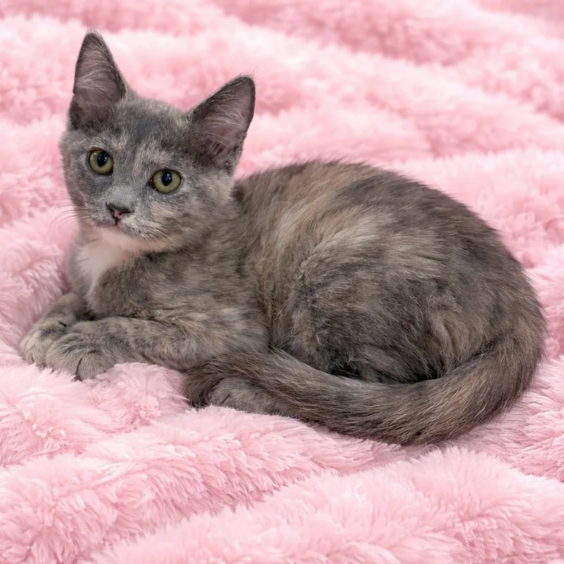 Jackie’s Dilute Tortie thumbnail 2