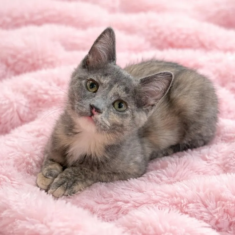 Jackie’s Dilute Tortie