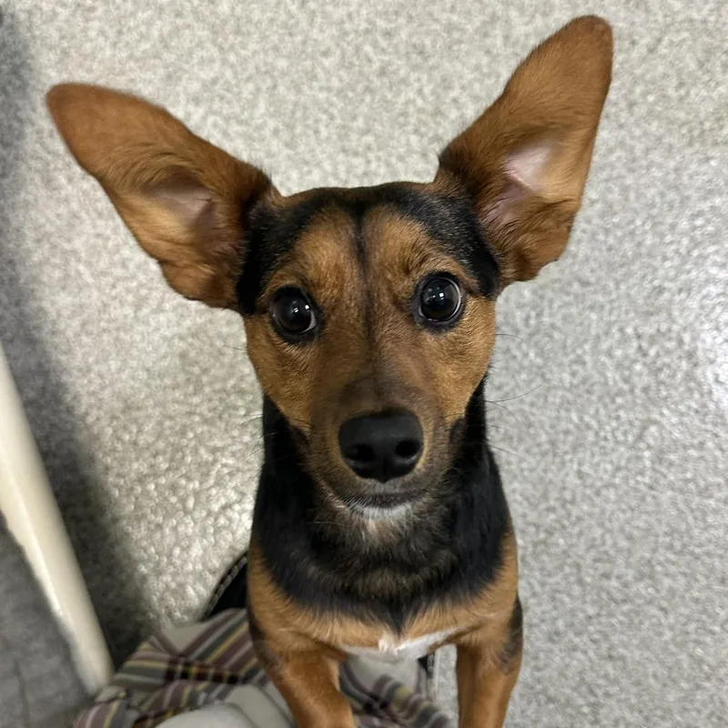 A young small-sized female Red / Chestnut / Orange Mixed Breed dog named Marley for adoption in Washington Township, OH