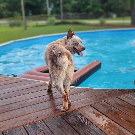 An adult medium-sized male Brown / Chocolate Cattle Dog dog named Kenny for adoption in Moyock, NC