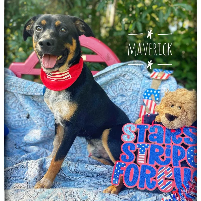 A young medium-sized male Black Mixed Breed dog named Maverick for adoption in Sarasota, FL