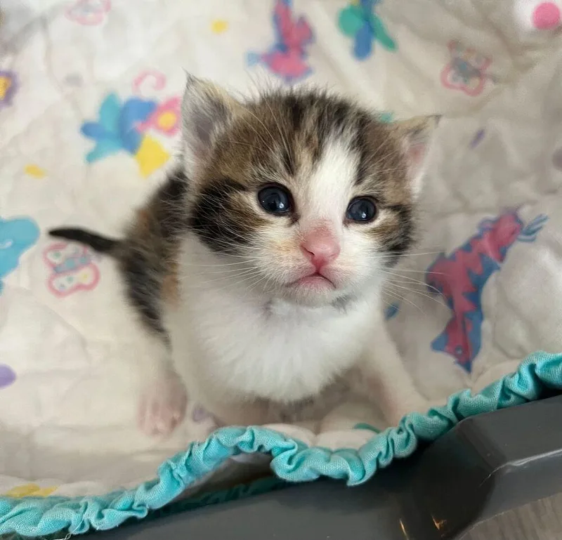 A baby small-sized female Orange & White Calico cat named Harmony for adoption in McPherson, KS