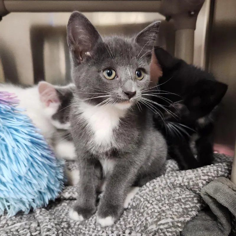 A baby small-sized female Gray / Blue / Silver Domestic Medium Hair cat named Frankie Stein for adoption in Grand Rapids, MI