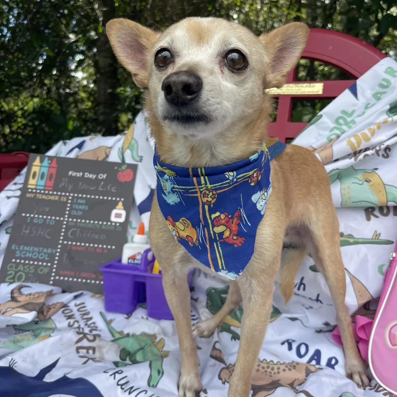 Biscuit