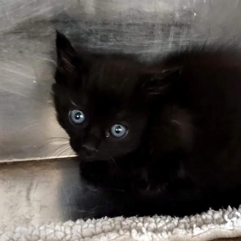 A baby small-sized female Black Domestic Medium Hair cat named Harmony for adoption in Palestine, TX