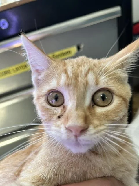 A baby small-sized female Tabby (Orange / Red) Domestic Short Hair cat named Annika for adoption in Anoka, MN