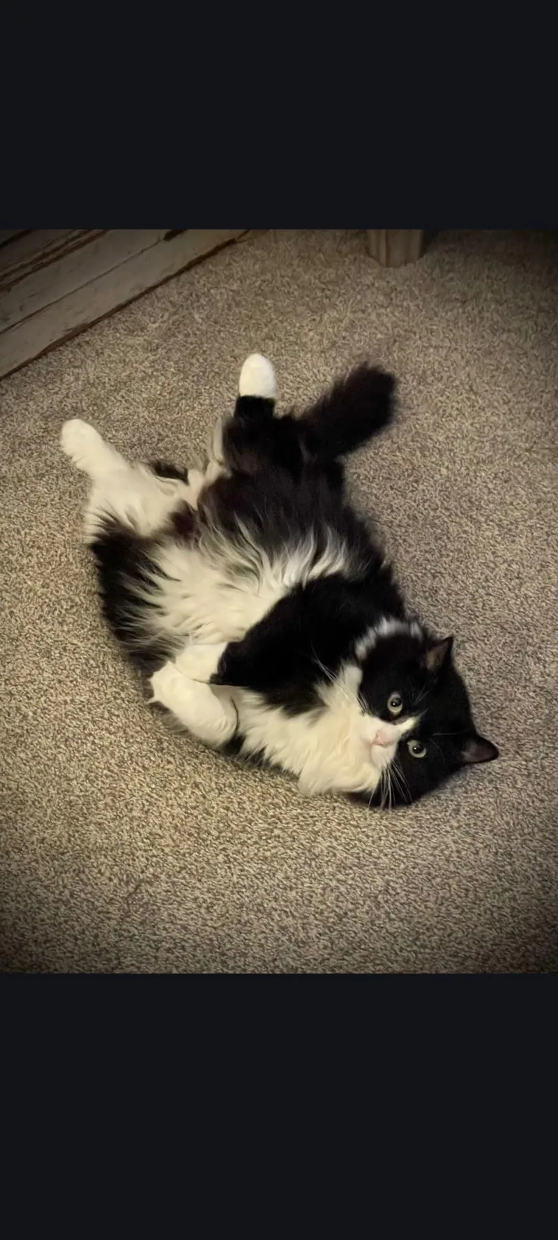 A young medium-sized female Domestic Long Hair cat named Riley for adoption in Roanoke, AL