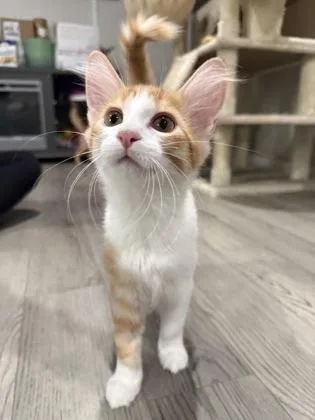 A baby small-sized female Domestic Medium Hair cat named Ciabatta for adoption in Divide, CO
