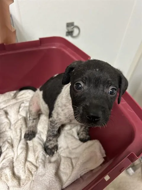 A baby small-sized female Black German Shorthaired Pointer dog named Mila for adoption in Thousand Oaks, CA