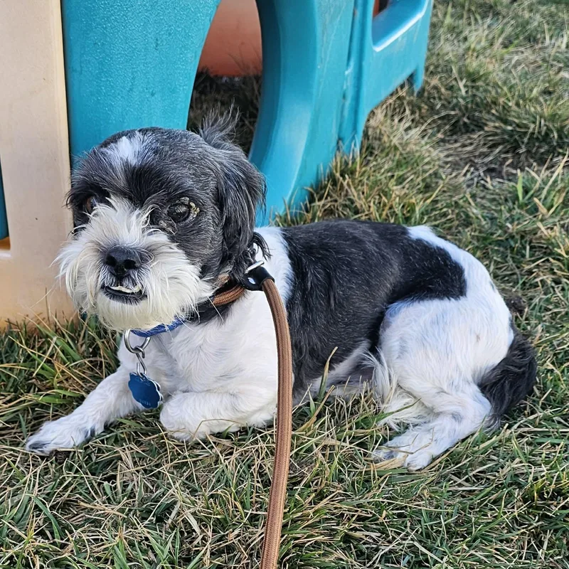 An adult small-sized male Shih Tzu dog named Chewy for adoption in Minooka, IL