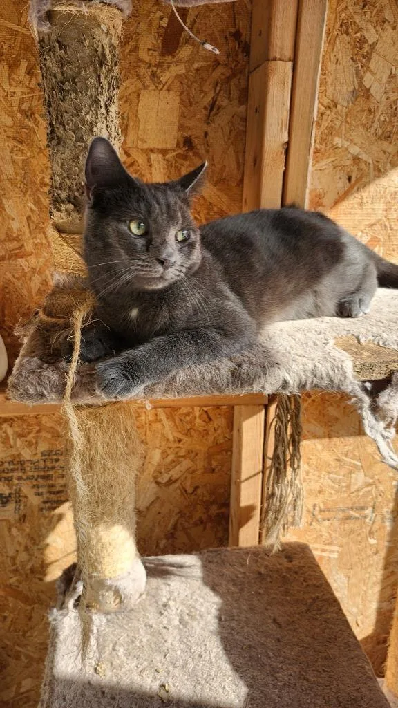 A baby large-sized male Domestic Short Hair cat named Max for adoption in Darien, GA