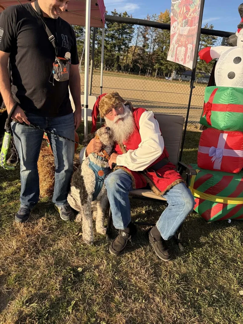 An adult large-sized male White / Cream Bernedoodle dog named Oreo for adoption in Lapeer, MI