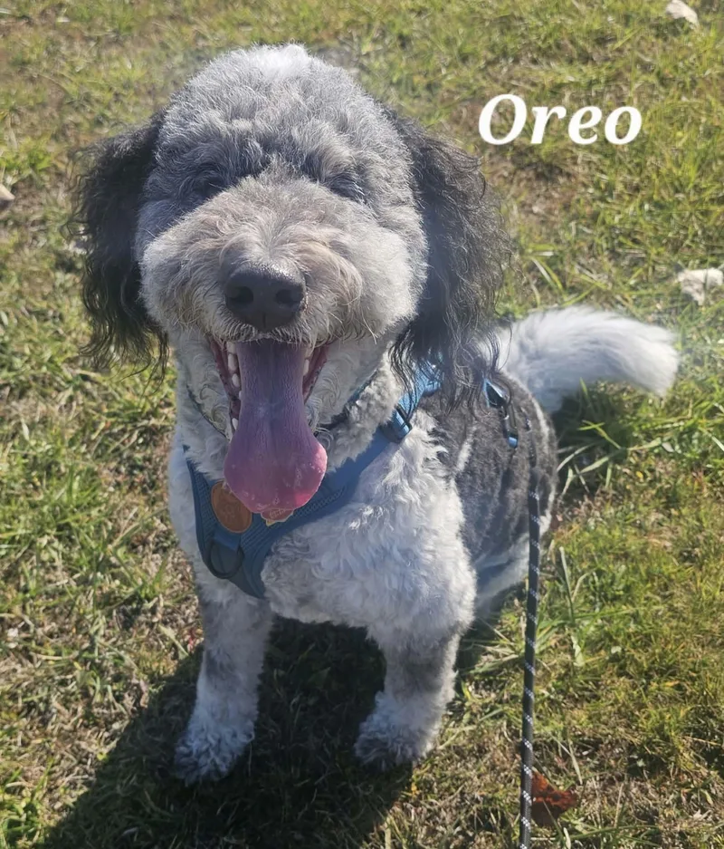 Oreo thumbnail 4