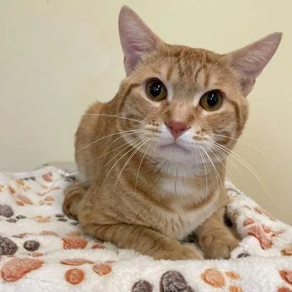 A young medium-sized male Tabby (Orange / Red) Domestic Short Hair cat named Tigger for adoption in Rochester, MN