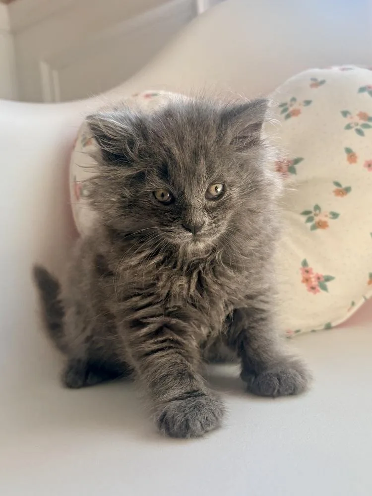 A baby small-sized female Gray / Blue / Silver Domestic Long Hair cat named Muffin for adoption in Martinsburg, WV