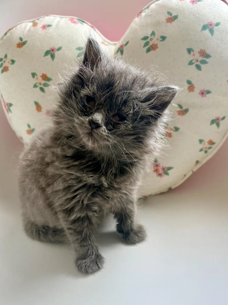 Muffin thumbnail 3