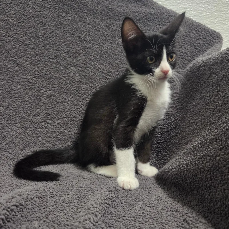 A baby small-sized male Black Domestic Short Hair cat named Empire for adoption in Brea, CA