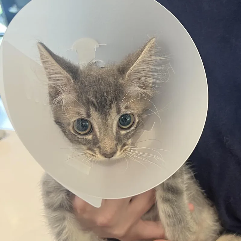 A baby small-sized male Gray / Blue / Silver Domestic Short Hair cat named Simba for adoption in Allentown, PA