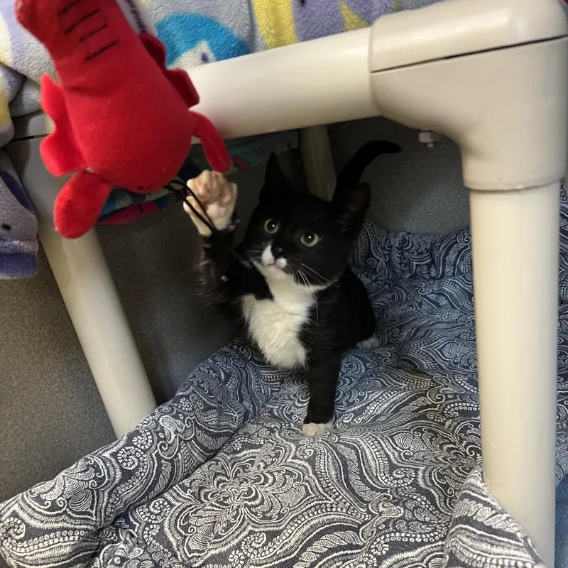 A baby small-sized male Black Domestic Short Hair cat named Petrie for adoption in Keizer, OR