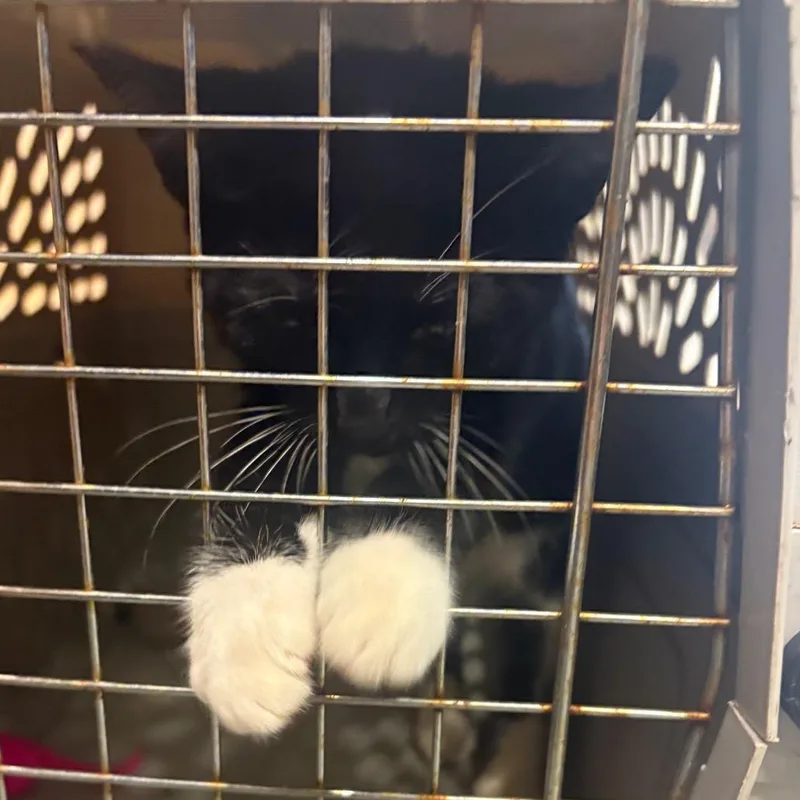 A baby small-sized female Black Domestic Short Hair cat named Whiskers for adoption in Charlottesville, VA