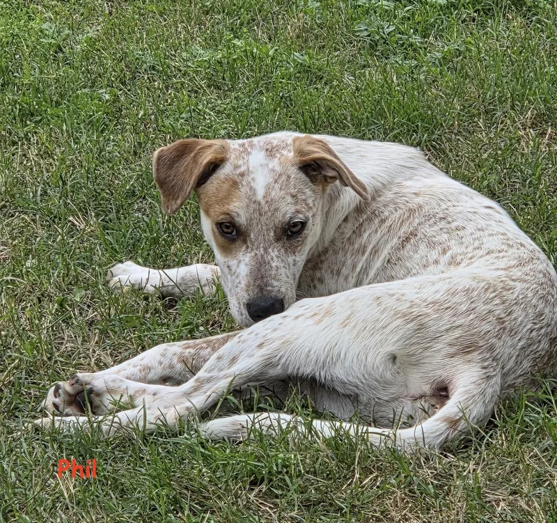 A baby medium-sized male Merle (Red) Australian Cattle Dog / Blue Heeler dog named Phil for adoption in Ladonia, TX