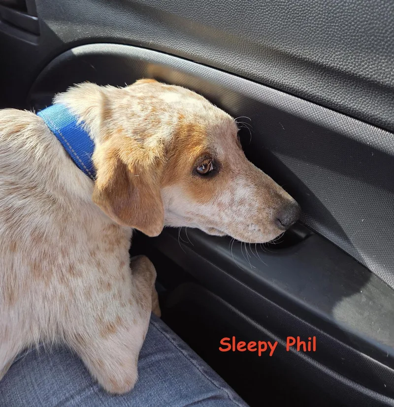 Phil thumbnail 2