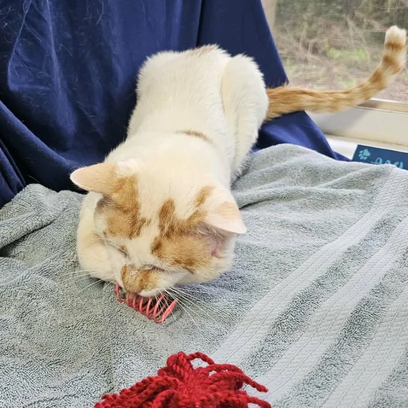 An adult large-sized male Orange / Red Domestic Short Hair cat named Eeyore for adoption in North Port, FL