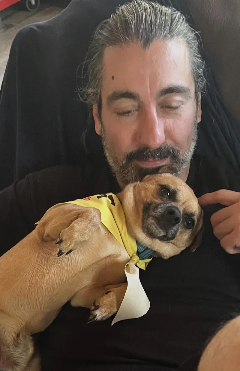 A young small-sized male Sable Chihuahua dog named Nacho for adoption in Cary, NC