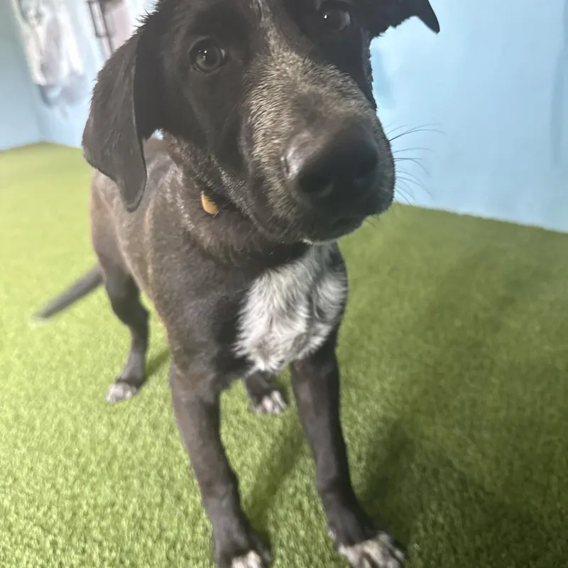 A baby medium-sized male Black Labrador Retriever dog named Nori Nanami for adoption in LOXAHATCHEE, FL