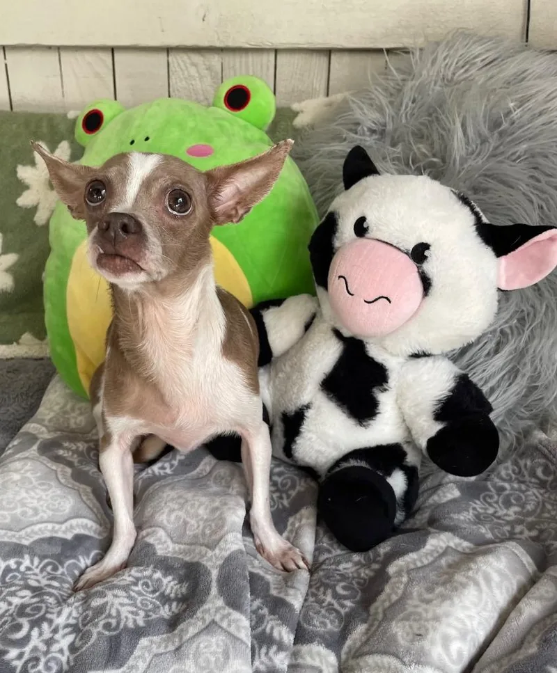 An adult small-sized female Chihuahua dog named Patty Cake for adoption in Fort Worth, TX
