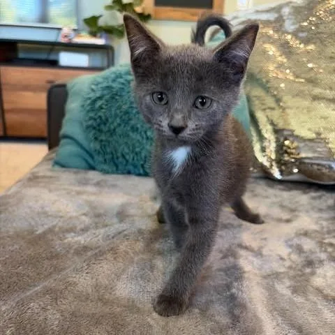 A baby small-sized female Gray / Blue / Silver Domestic Short Hair cat named Jolene for adoption in Fairway, KS