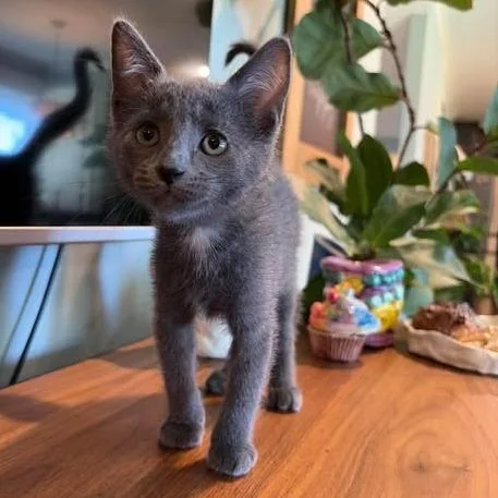 Jolene thumbnail 3