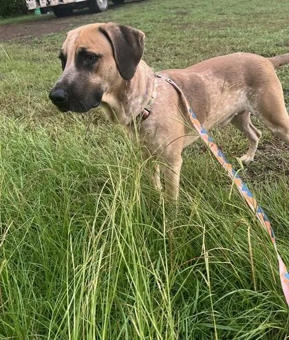 A young large-sized male Mixed Breed dog named Theo for adoption in Georgetown, SC