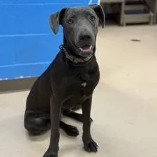 A young small-sized male Mixed Breed dog named Hampton for adoption in Pine Bluff, AR
