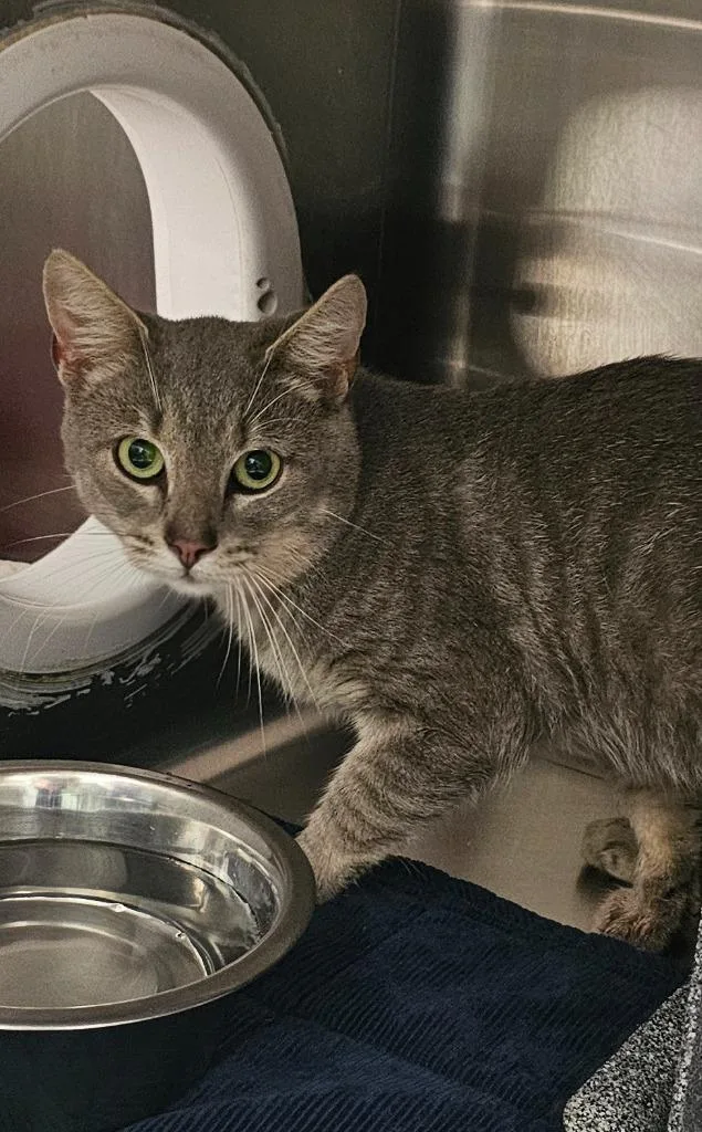 A young small-sized male Domestic Short Hair cat named Asta for adoption in Athens, TN