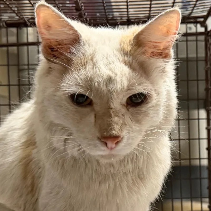 An adult medium-sized female White Domestic Short Hair cat named Molly for adoption in Yuma, AZ