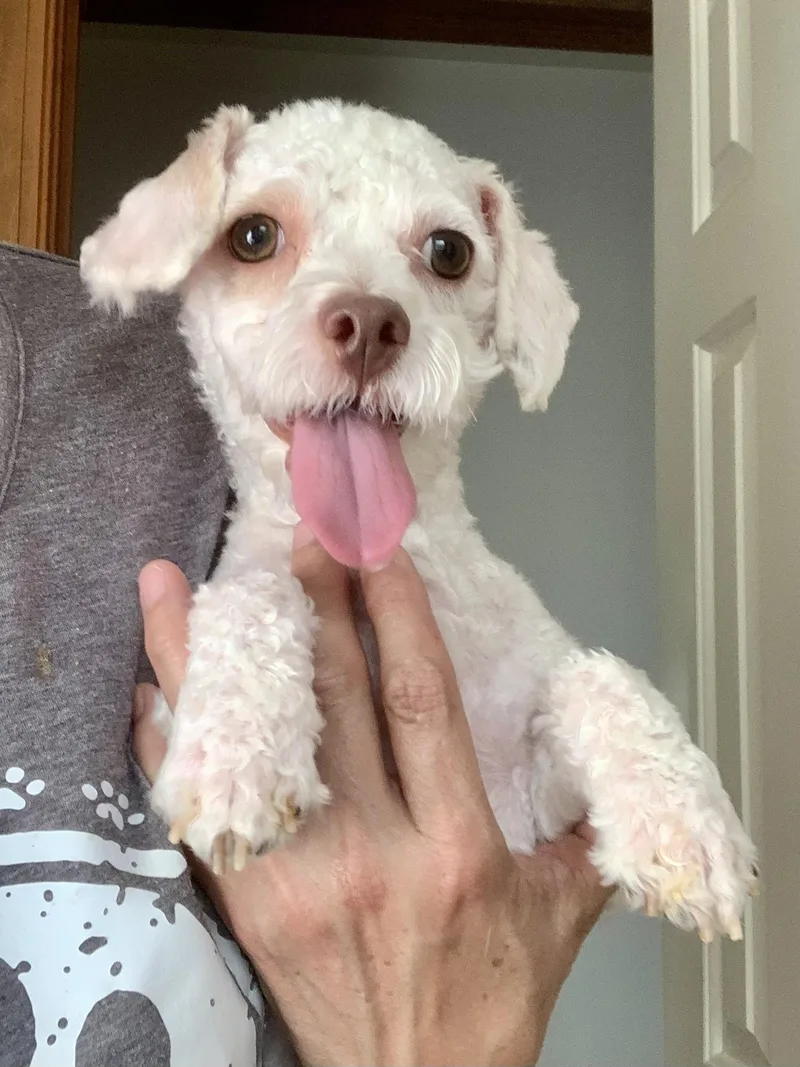 A young small-sized male Poodle (Toy) dog named Peppy for adoption in Richmond, VA
