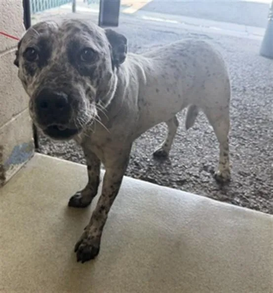 A young large-sized male Pit Bull Terrier dog named Benny for adoption in San Bernardino, CA