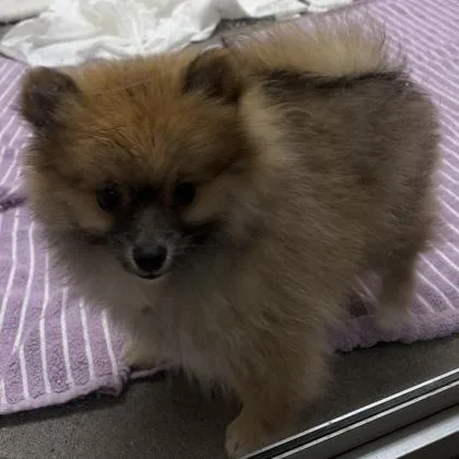 A baby small-sized male Bicolor Pomeranian dog named Woody for adoption in Nashua, NH