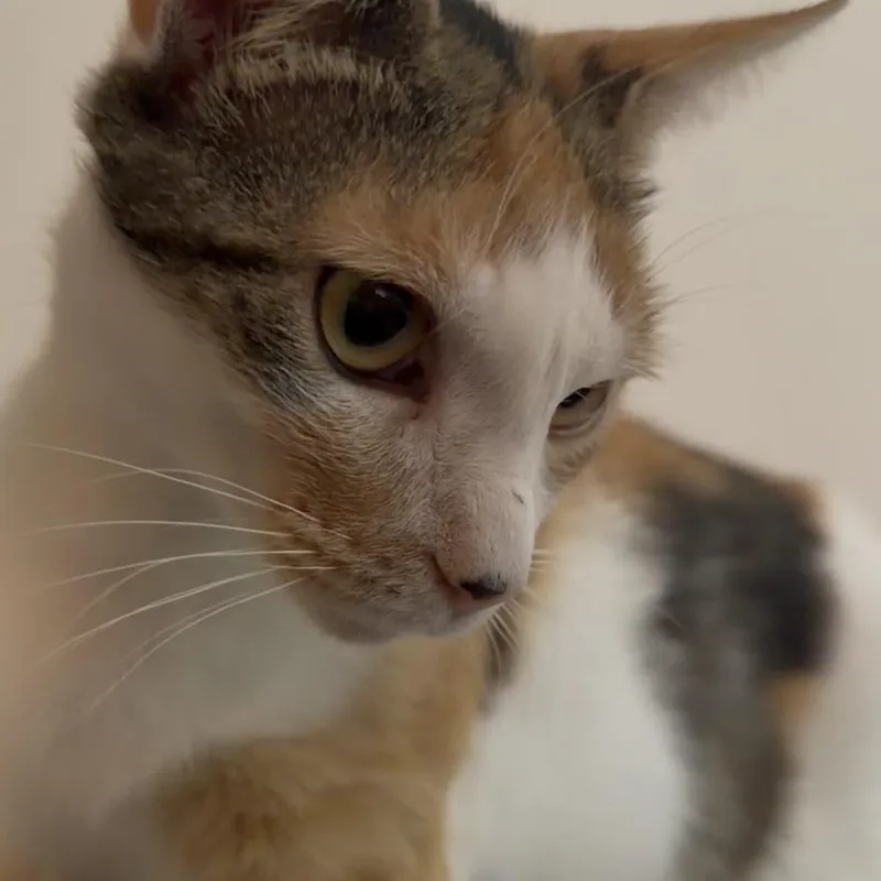 A young medium-sized female Calico cat named Twinkle Toes for adoption in North Myrtle Beach, SC