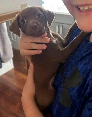 A baby small-sized male Chihuahua dog named Lorenzo for adoption in San Diego, CA