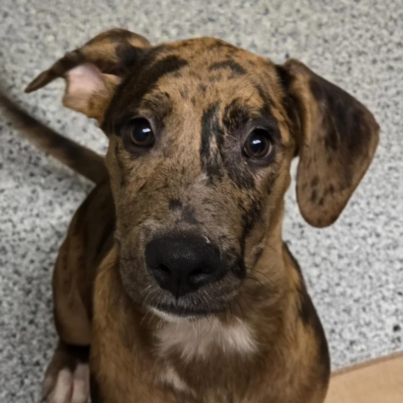 A baby medium-sized male Tricolor (Brown, Black, & White) Catahoula Leopard Dog dog named Nabisco for adoption in Normal, IL